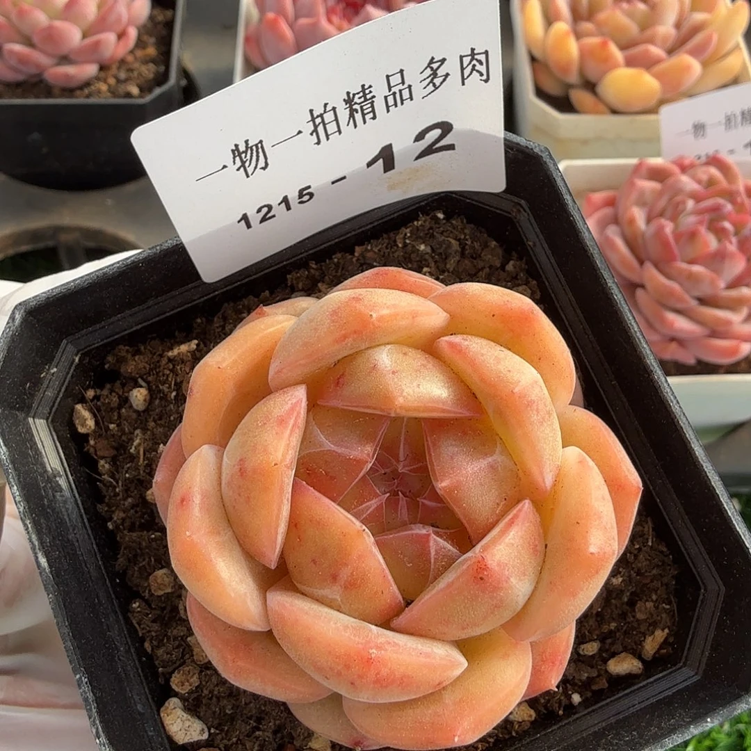1215-12多肉一物一拍