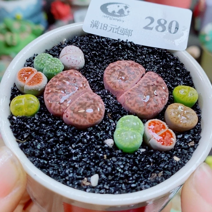 生石花花花花花花花280