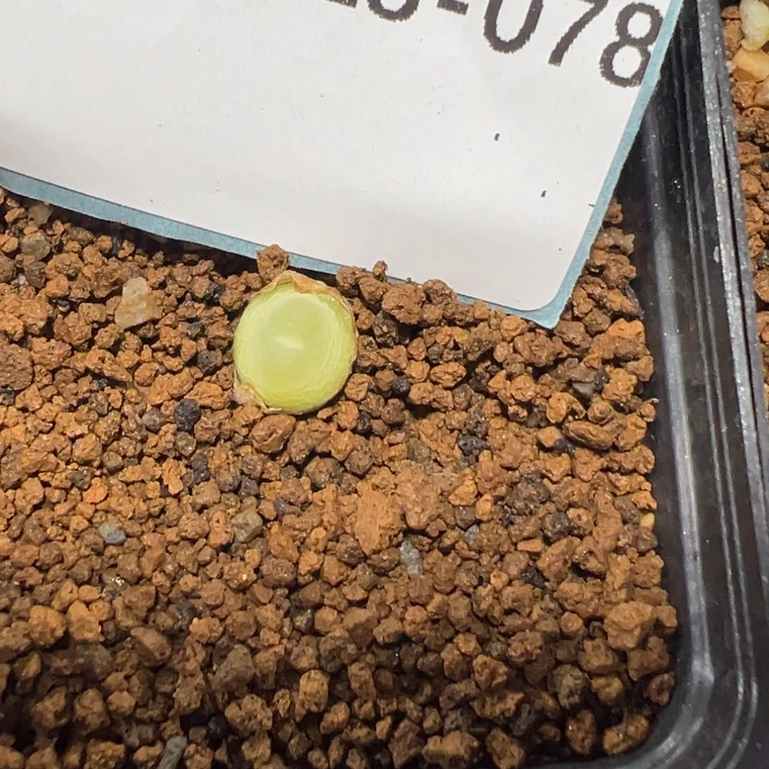 28-78拉登多肉植物