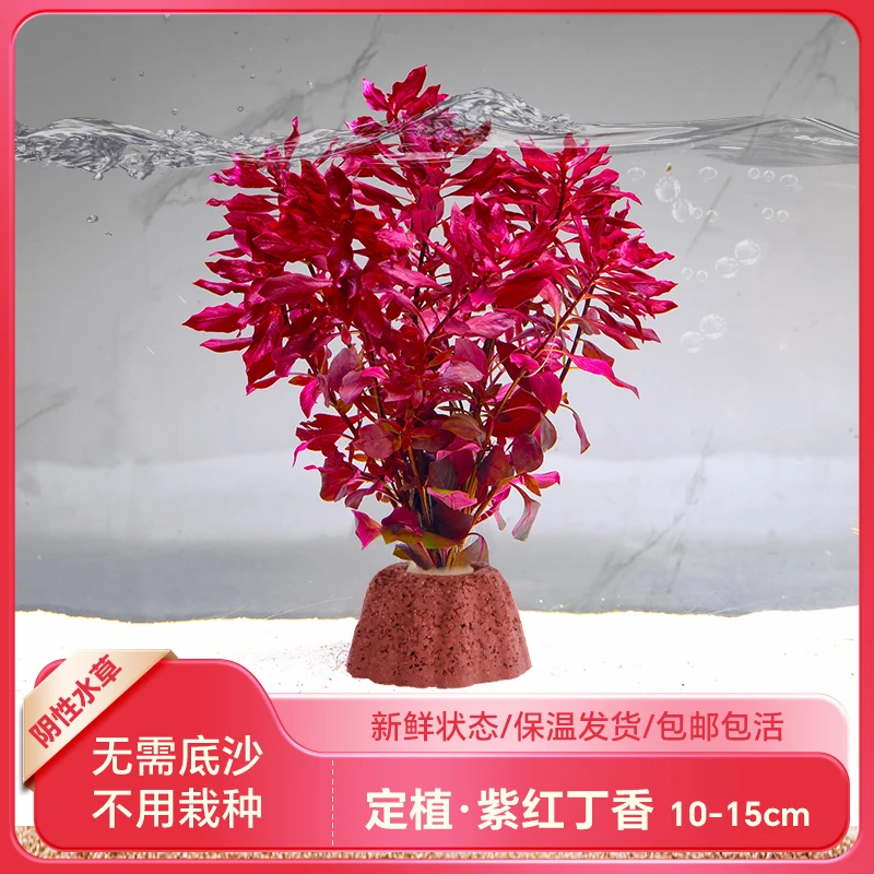 【紫红丁香】鱼缸草缸真水草造景中后景有茎类水族箱淡水植物坨草