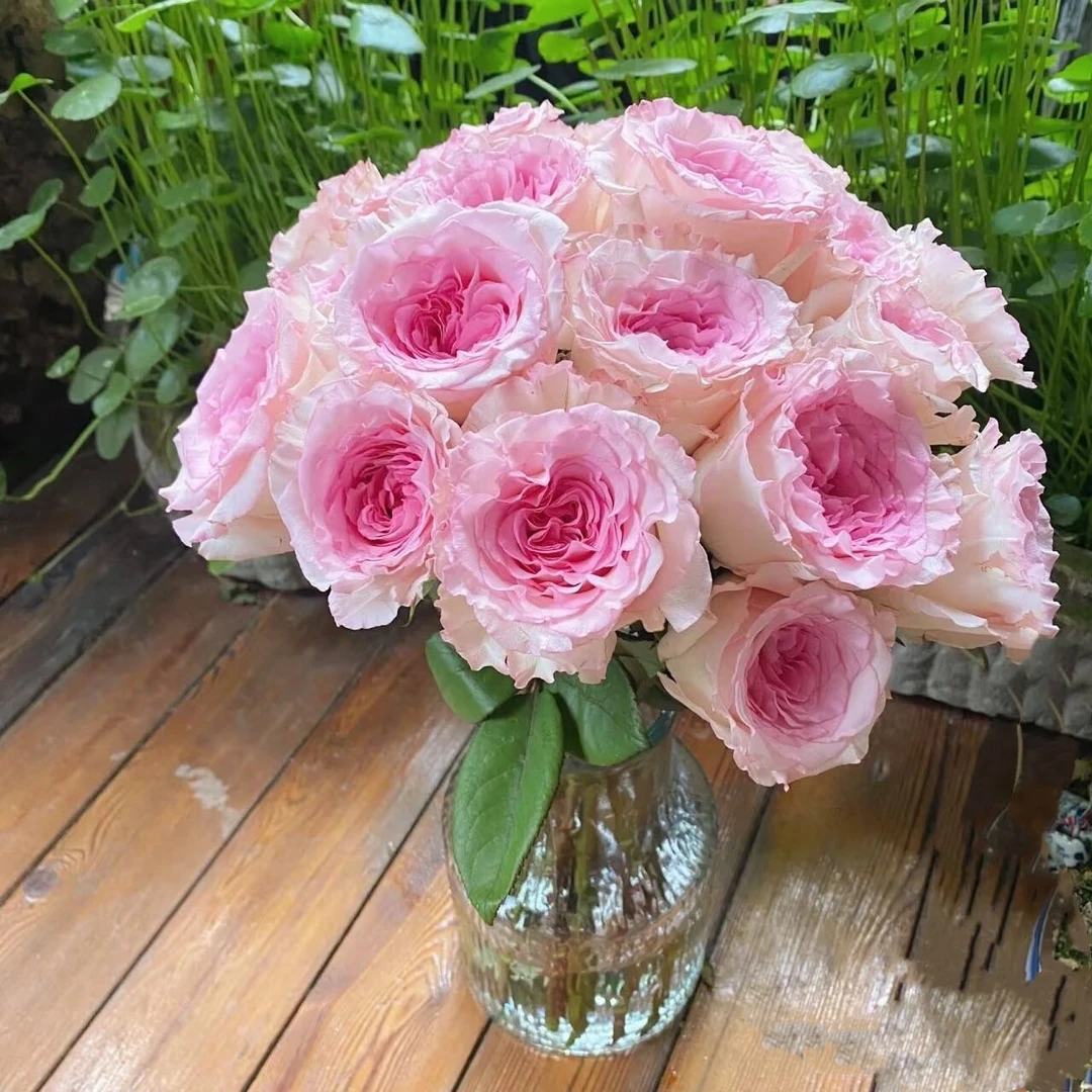 【洛神单头玫瑰10支】今天拍明天到，任意2单花花顺丰包邮+保鲜剂