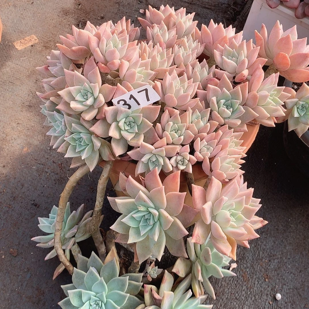 317血色一物一拍多肉