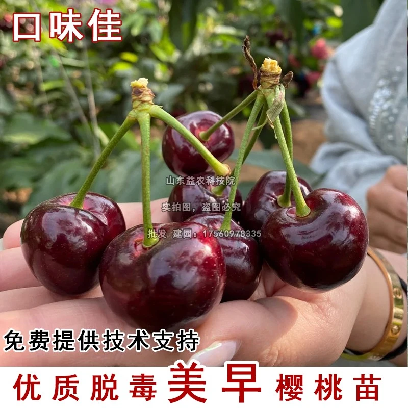 嫁接美早车厘子树苗矮化樱桃树苖盆栽地栽南北方庭院种植当年结果