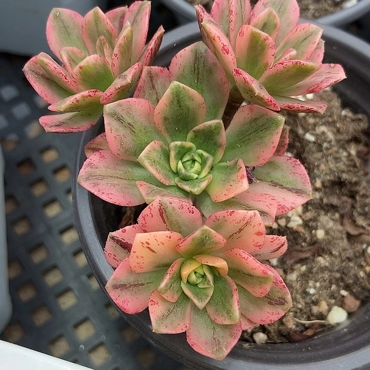 多肉植物甜茶锦591