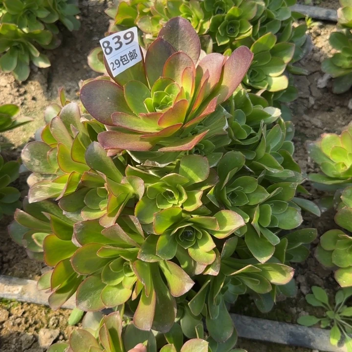 魅金……多肉植物……