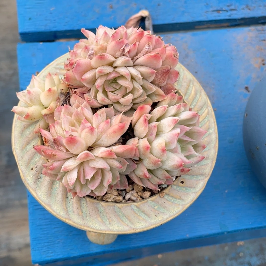 豆总多肉女王朵缀