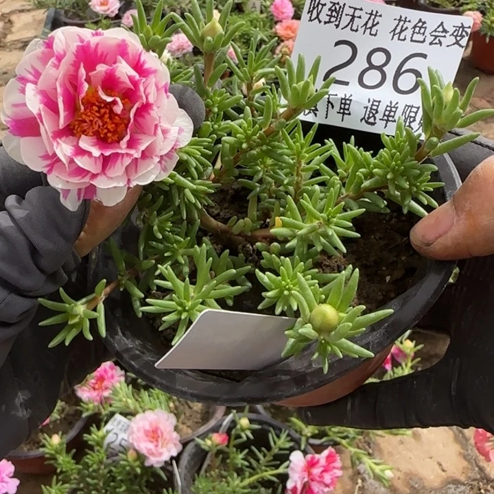 无花朵286超小苗盆口10cm