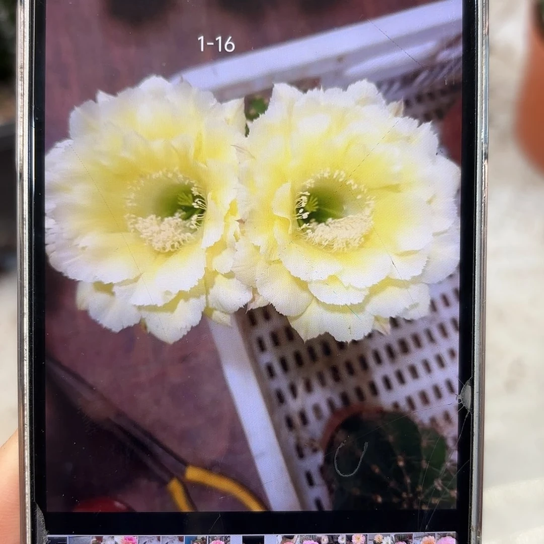 彩草1-16号7-8公分左右