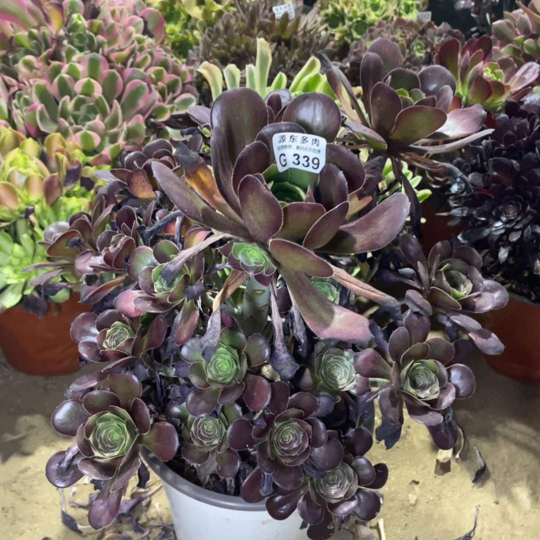 339黑豆多肉法师断枝不包