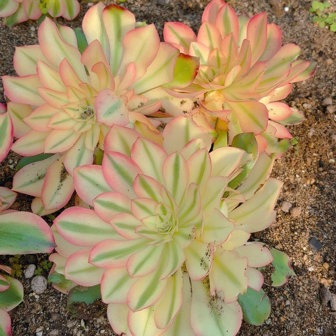 香妃多肉植物三颗一号