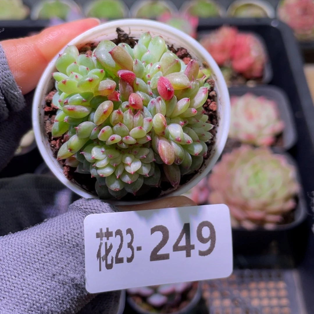 花利美23-249哈尼缀化