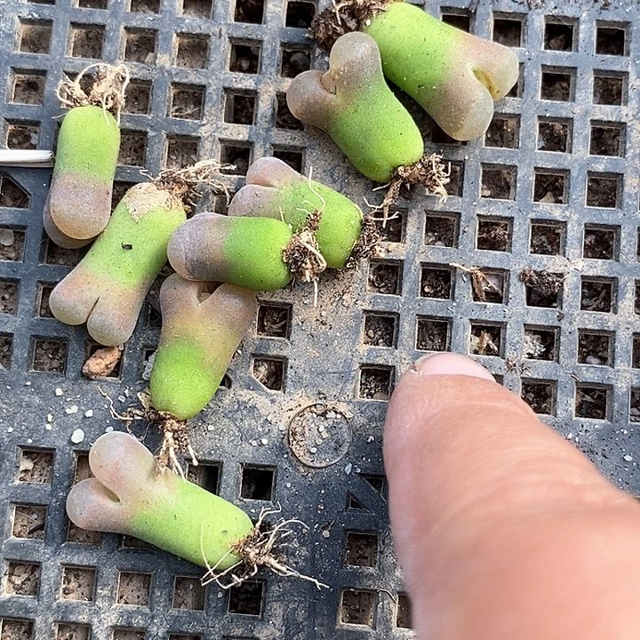 18570一组鲑鱼粉