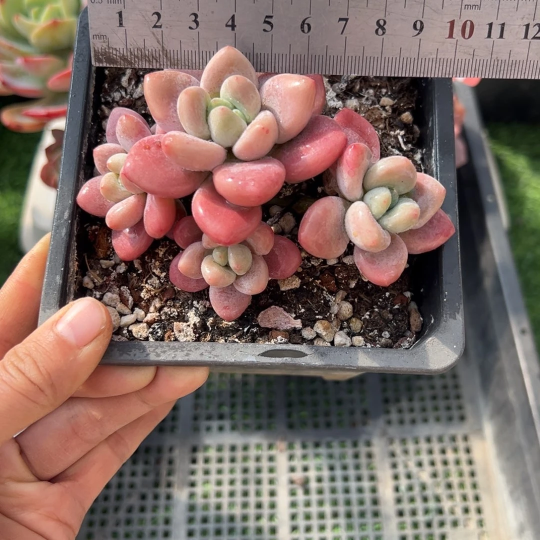 表妹精品多肉植物1078.