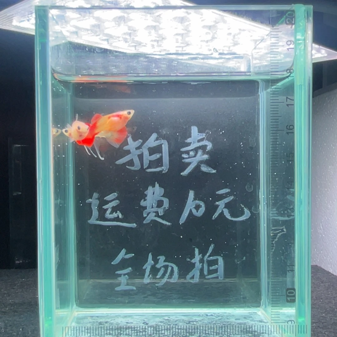 孔雀鱼红礼服玻璃猫一公二母