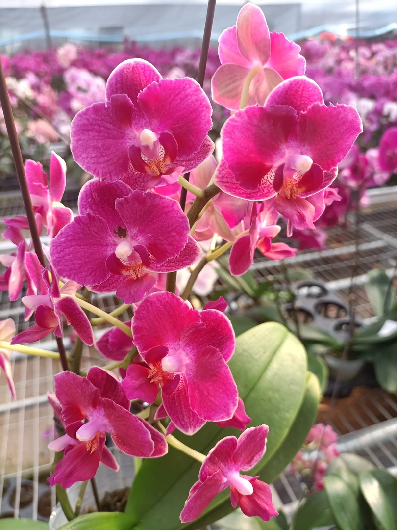 【小红花变异28米】3.5寸加高杯蝴蝶兰 室内高端花卉