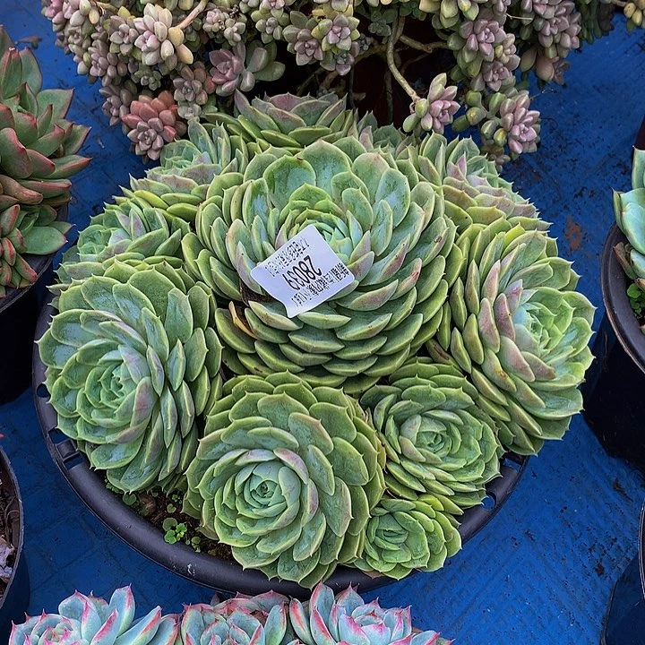 土***豆    昂斯诺多肉28039