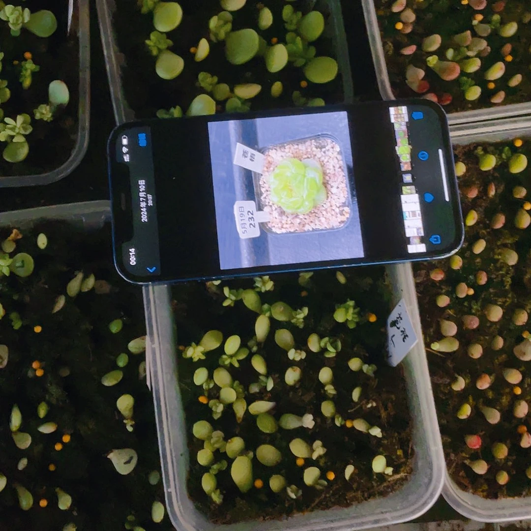 苍梧芝麻苗一个满25包邮