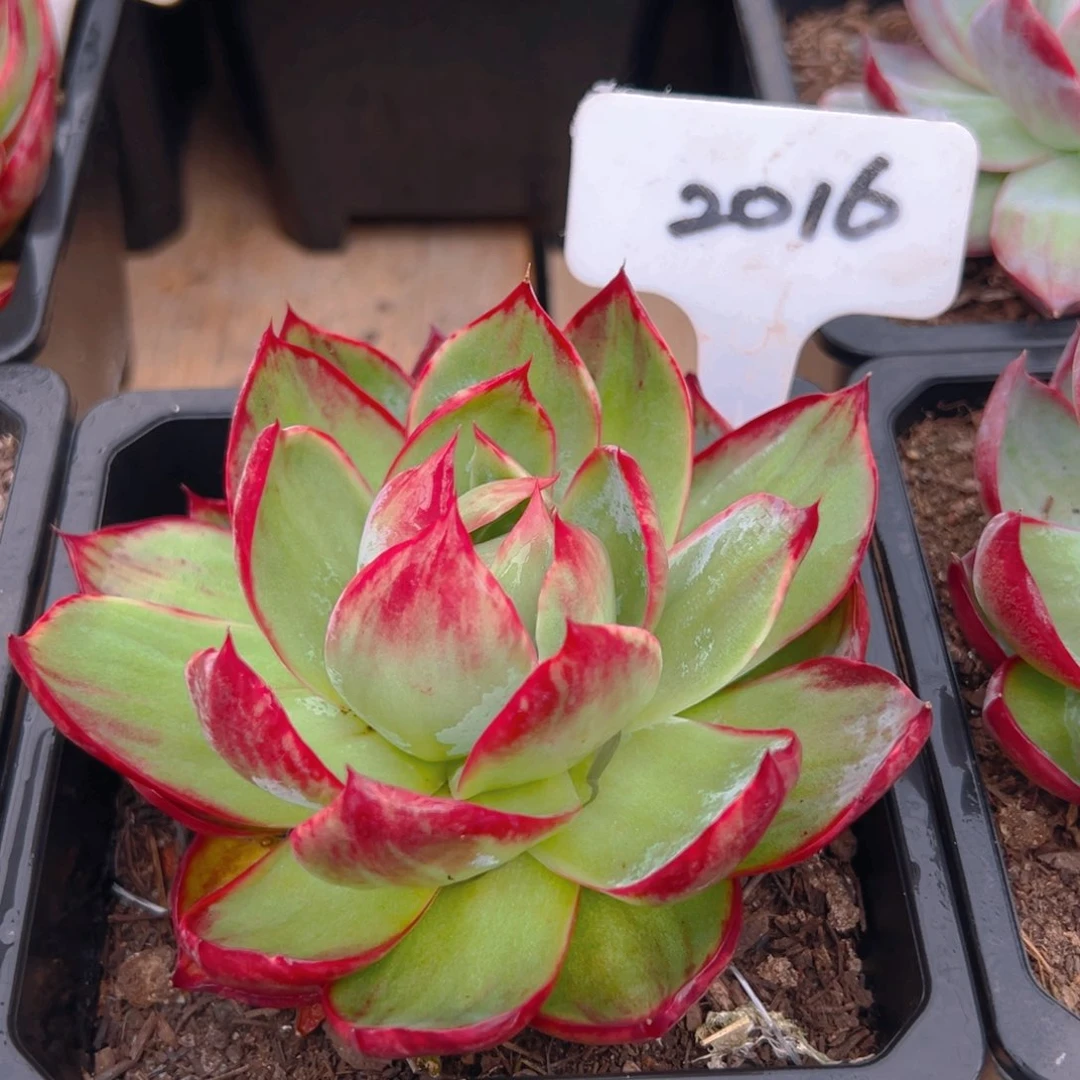 惊鸿仙子一物一拍2016号