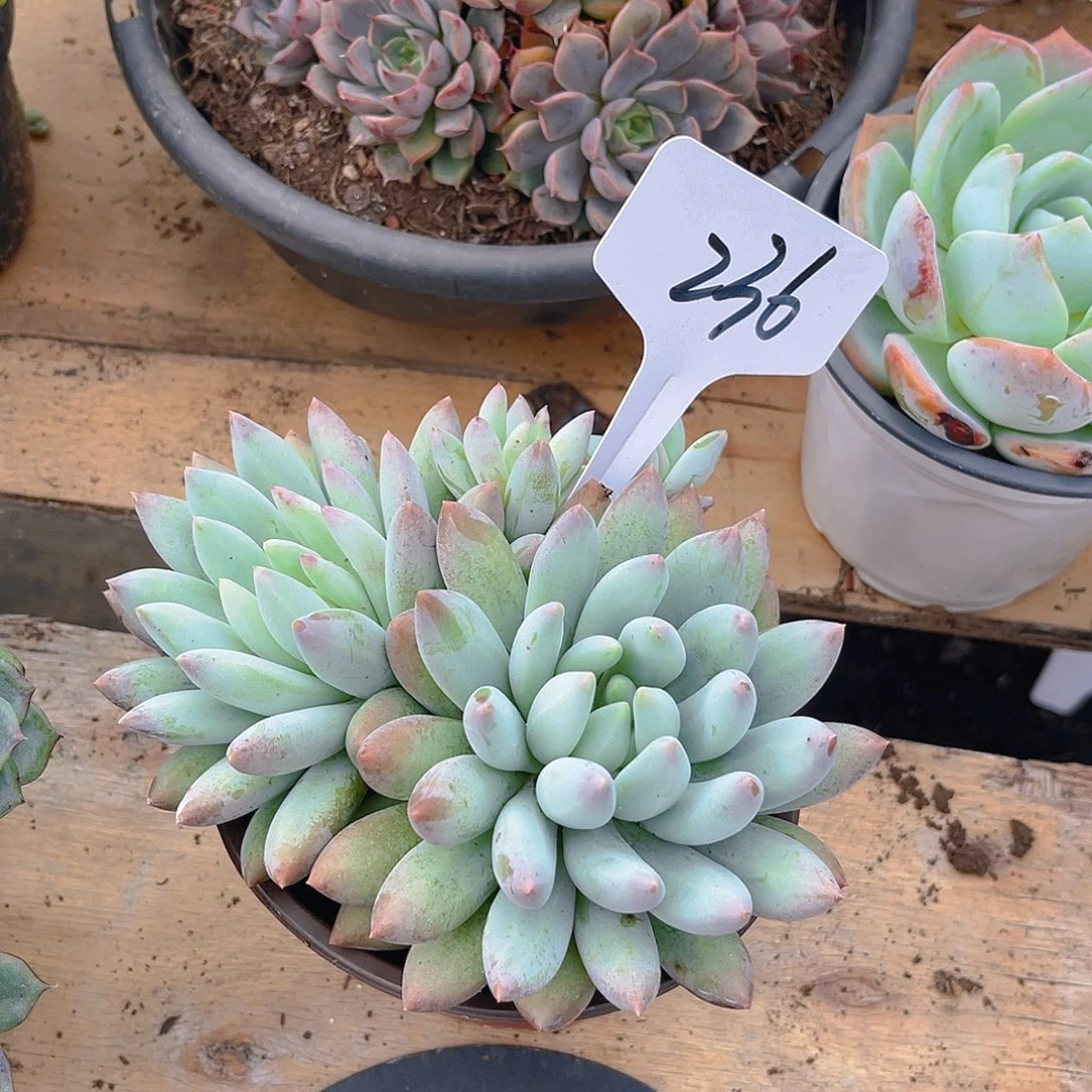 1***600000000000000236