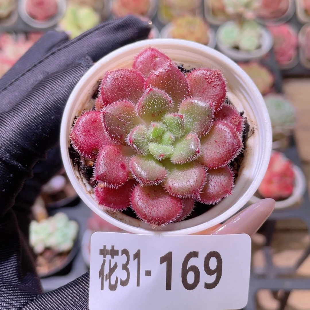 花利美31-169红毛丹