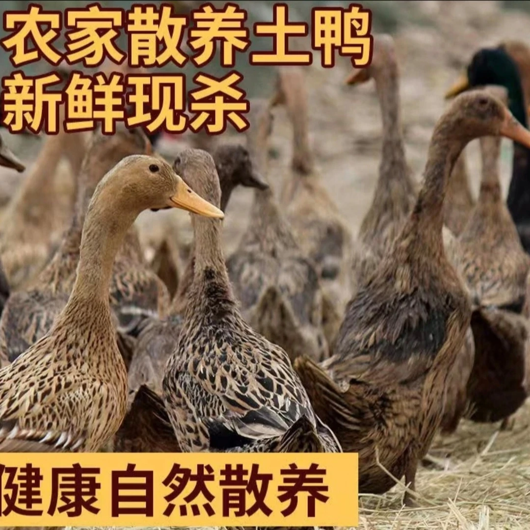 （老水鸭）岩鸭/湘西本地散养