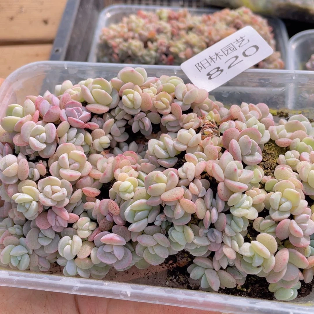 y****g多肉植物多肉植物820