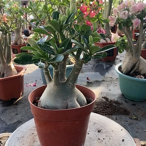 【闪购商品】无花朵沐**歌绿植