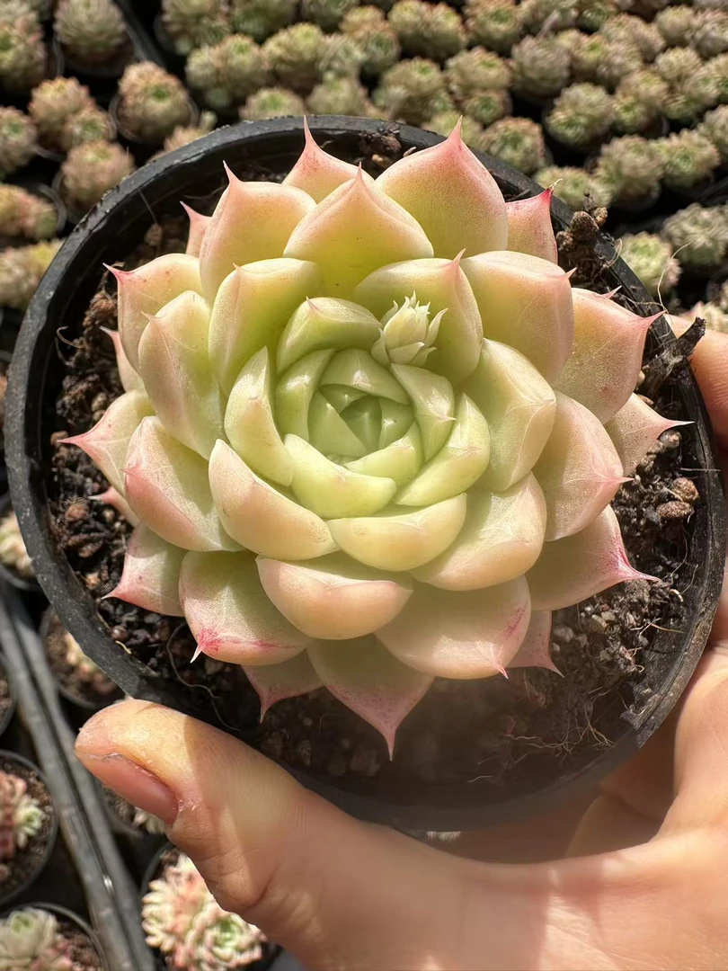 9#缃色多肉植物    前男友精品多肉sm0058