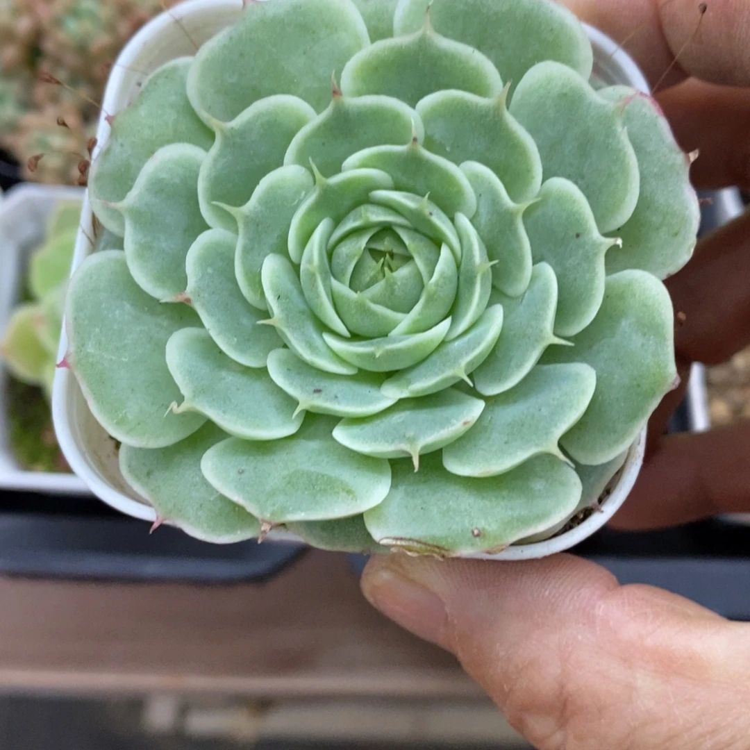 精品多肉一物一拍不包整70