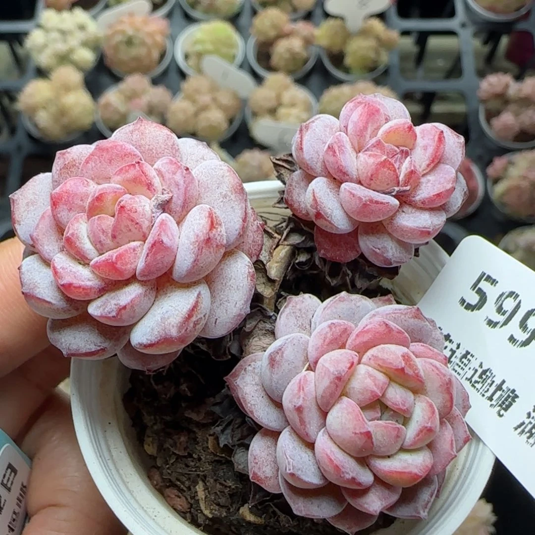 花语逸境0222-599