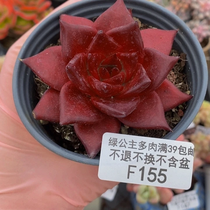 罗宾6cm155多肉植物