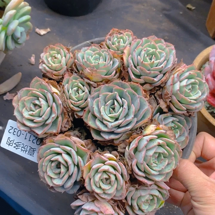 夏悦多肉0211-32奶油黄桃