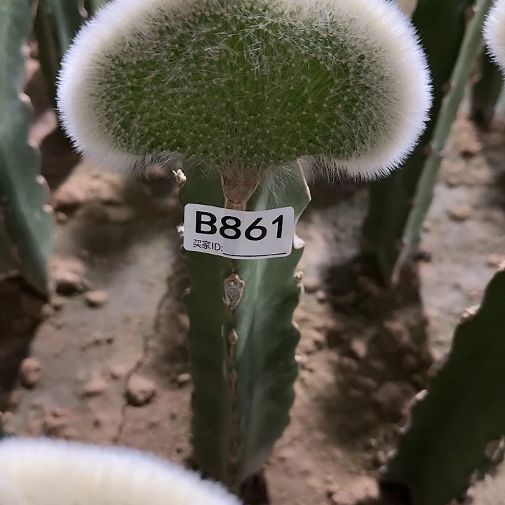 蒋*嫁接九尾狐缀化861