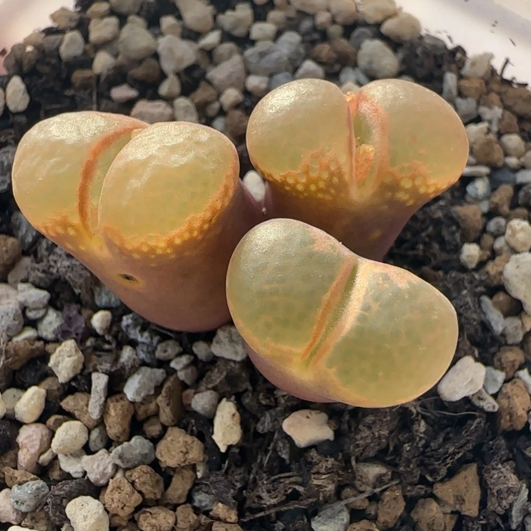 多肉植物外播风铃母本102号