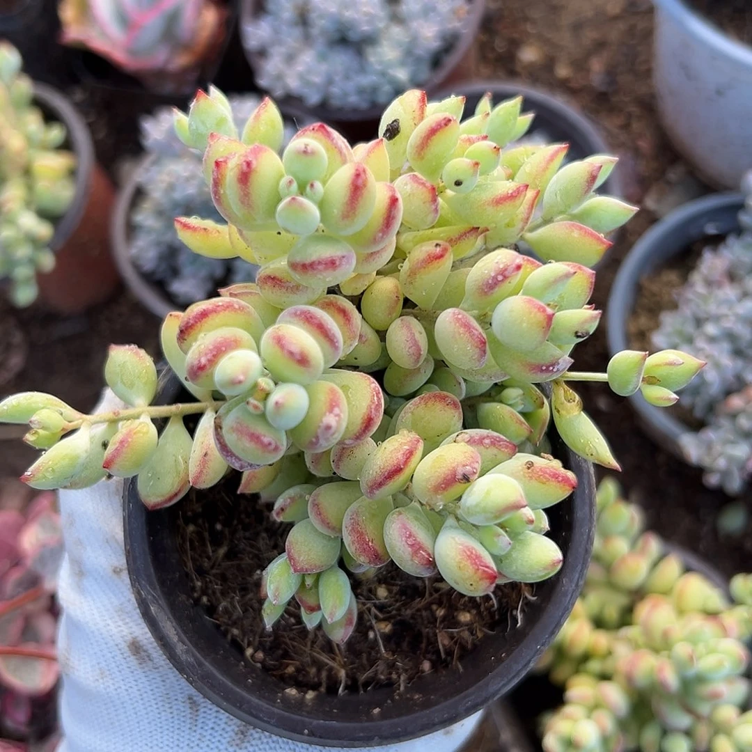 达摩操作咯摸摸哦莫我哟