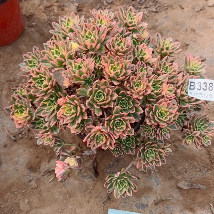 338甜茶植物名称