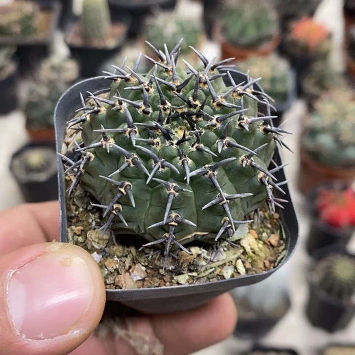 实生黑刺凤头特价2