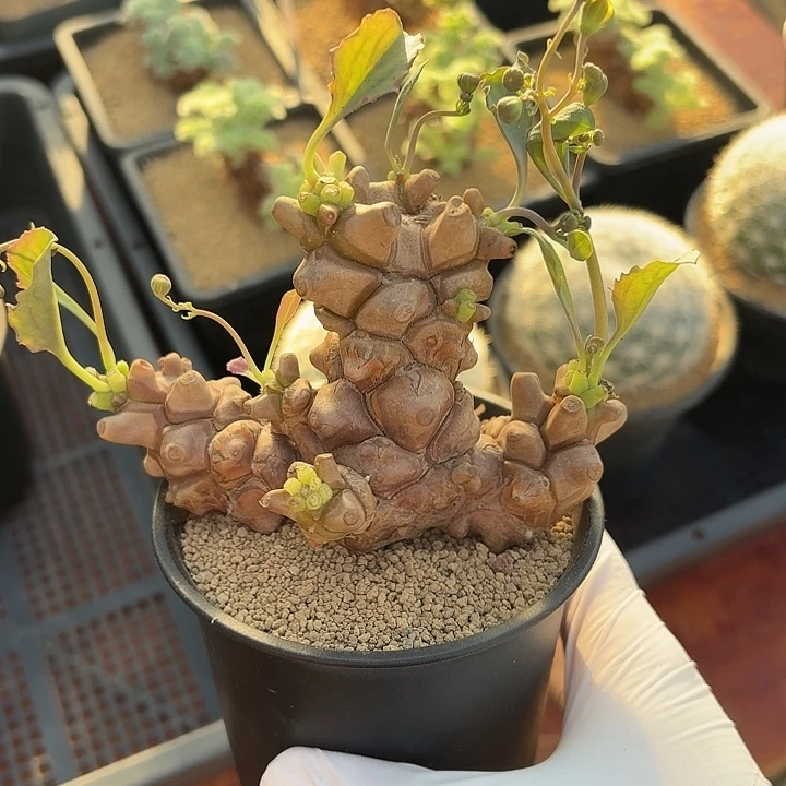 14号蛮鬼塔厚墩菊