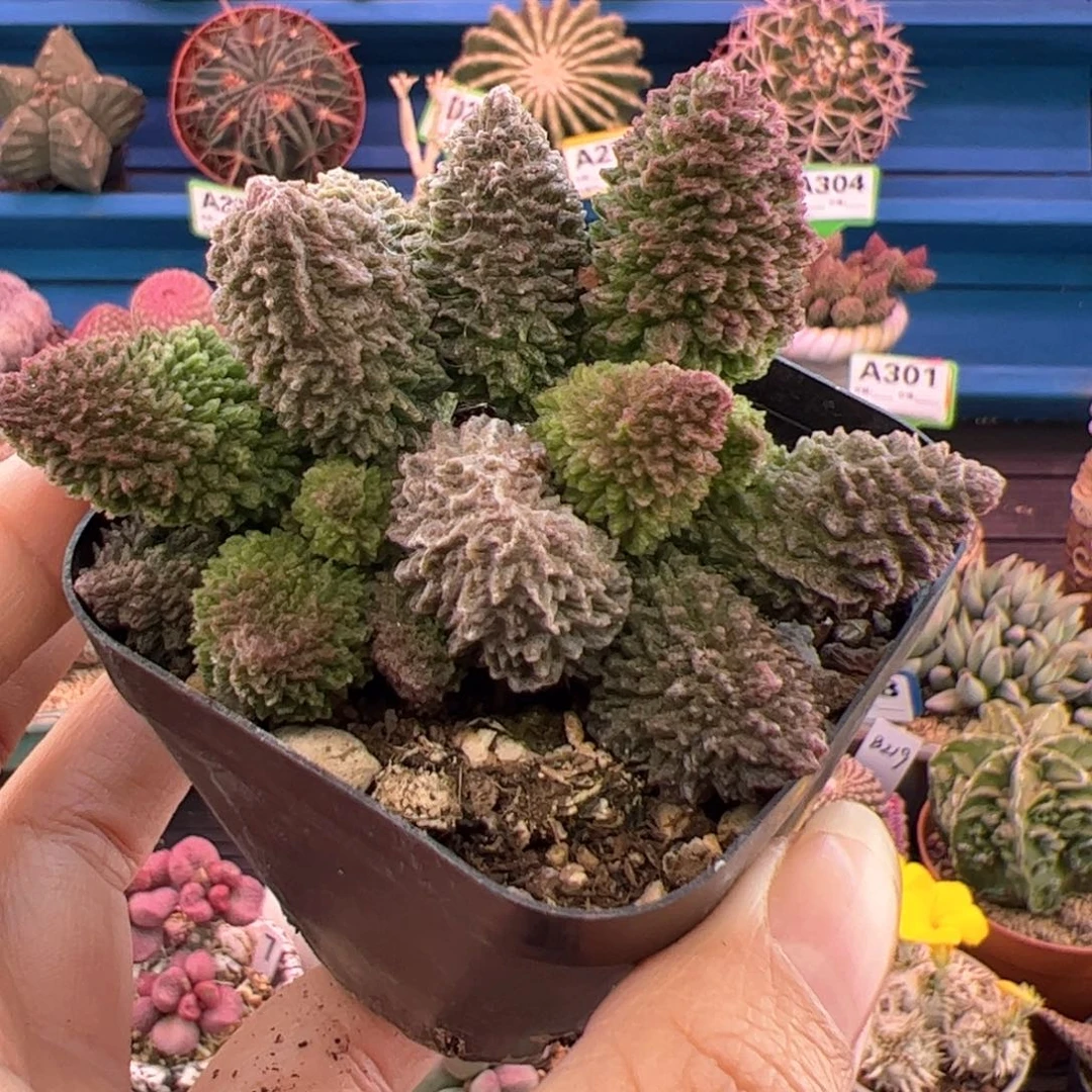 雪**吃朱紫玉。