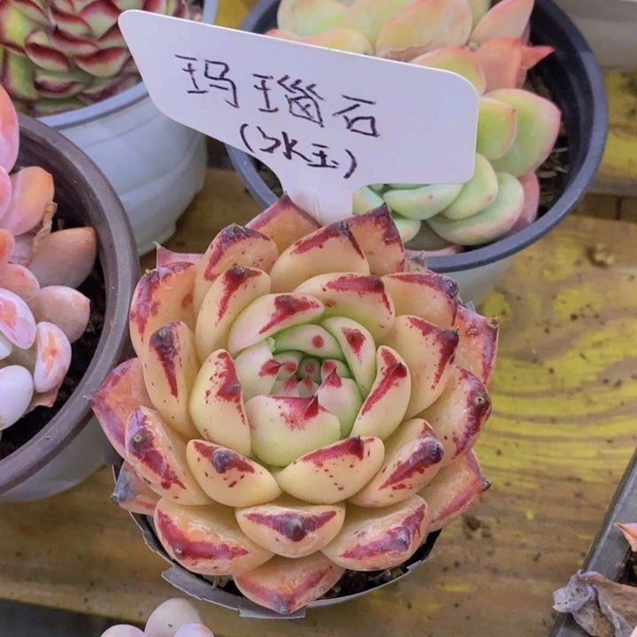 g***七多肉植物，开心多肉