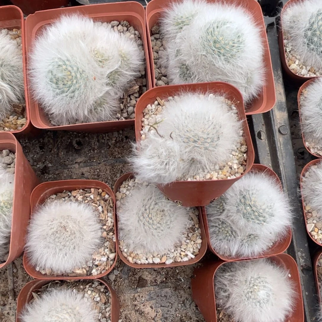 莫***白多肉植物仙人球系列