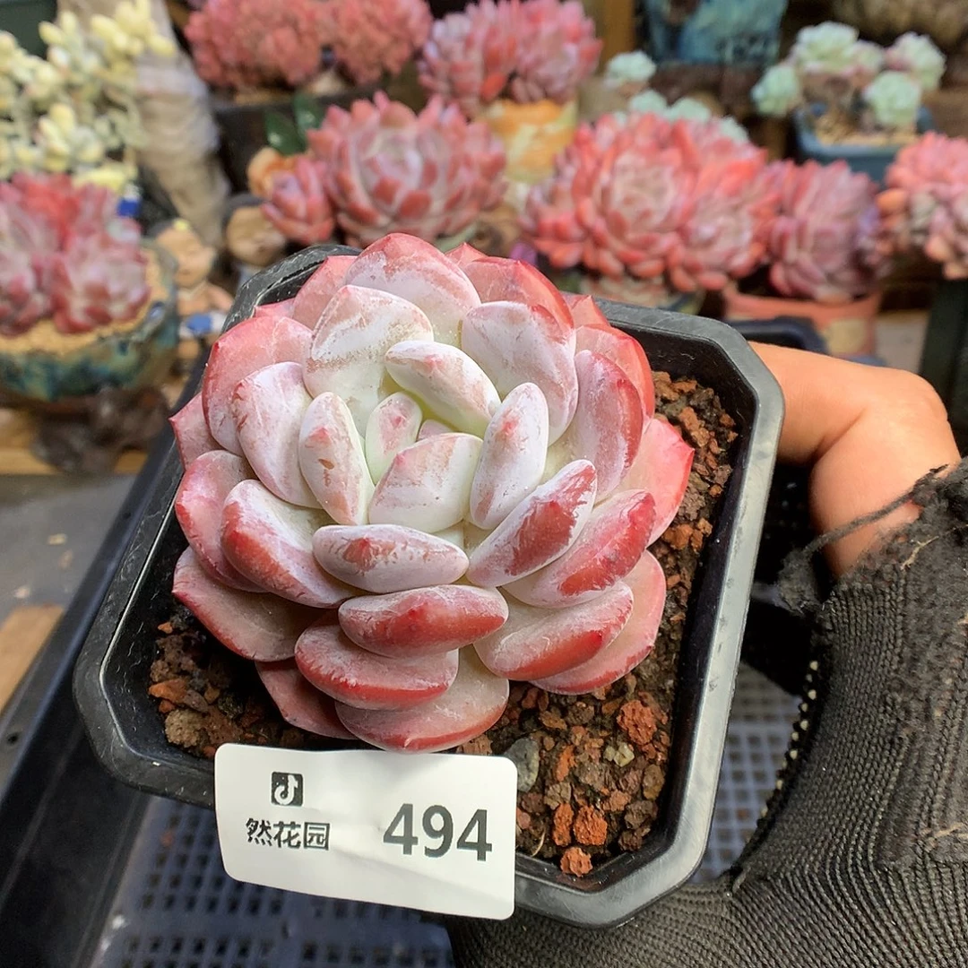 494钻石橙多肉植物666