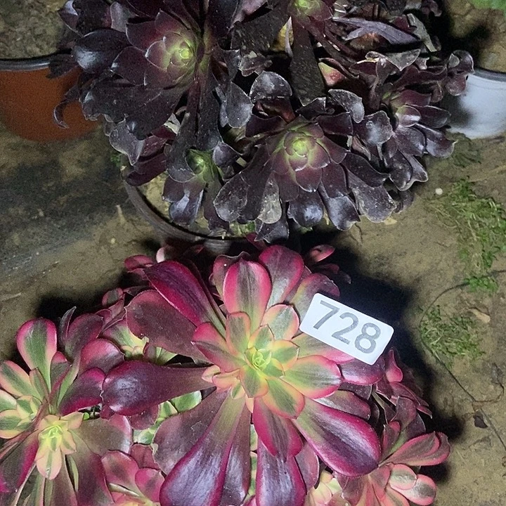 瓯紫 美杜莎多肉728多肉不包断