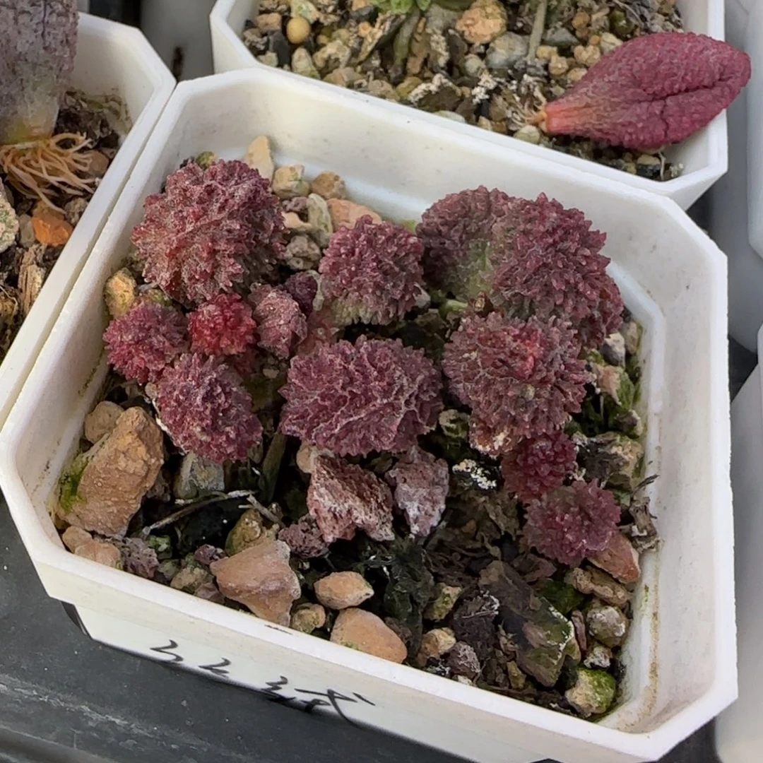 红丝绒水泡多肉植物