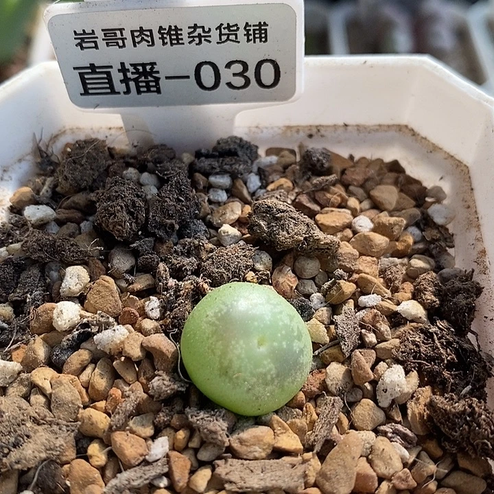 4年拉登杂交一颗