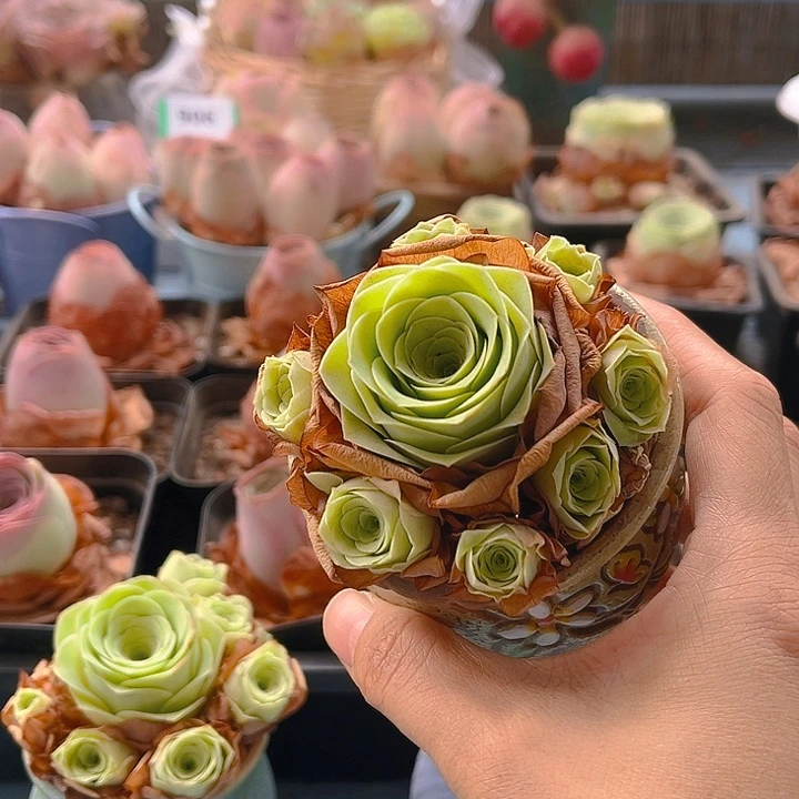 黄玫瑰一颗 裸根发货