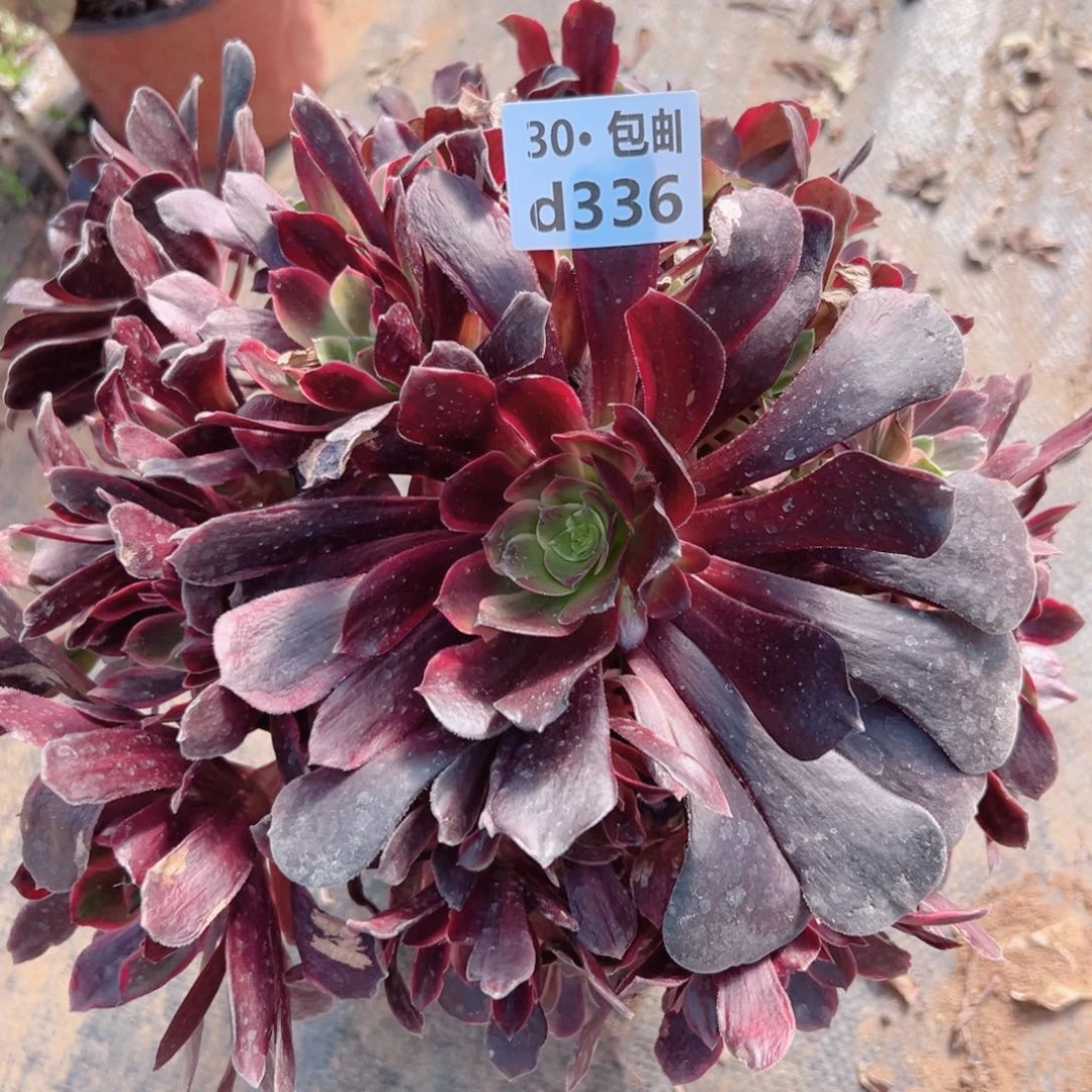 336 赤霞飞多肉法师