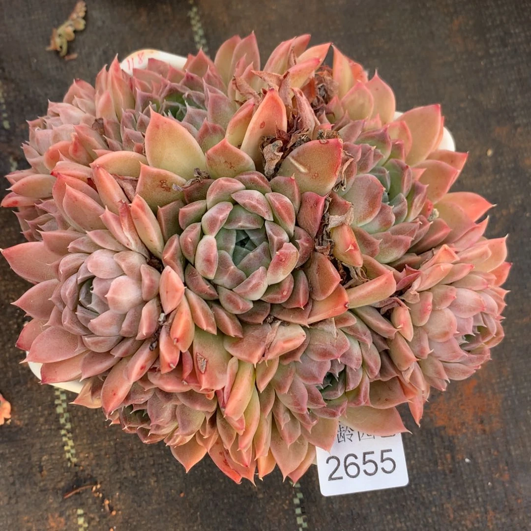 ￥*鑫2655杂交精品基地17厘米