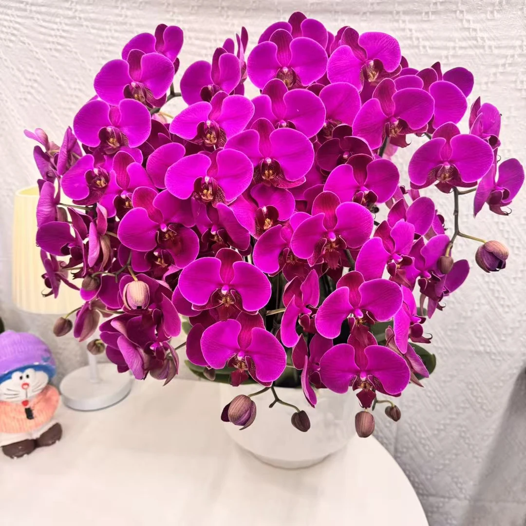 蝴蝶兰【鸿运当头】红色系喜气带花精致组盆鲜花绿植送礼带花花苞