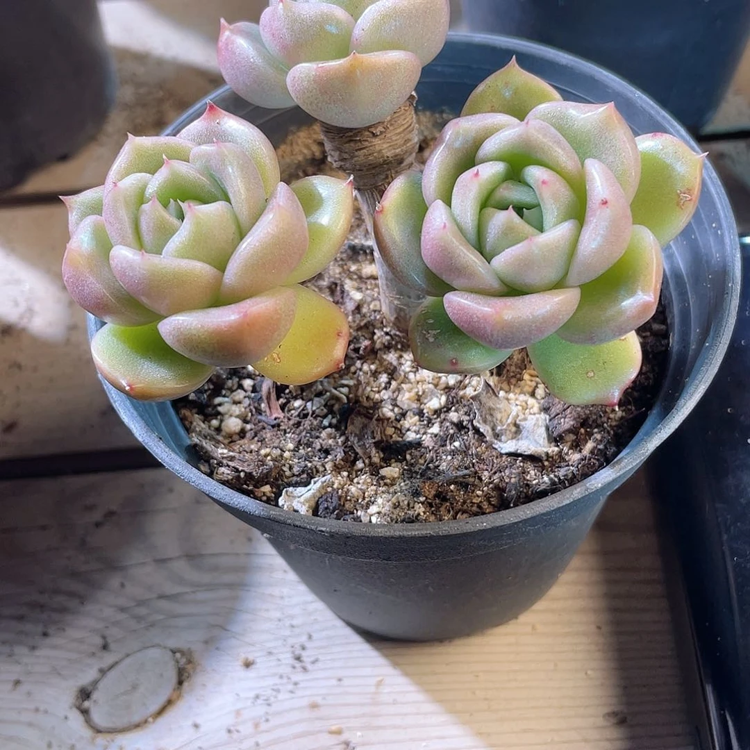 ?****?3108  冰城 六月六